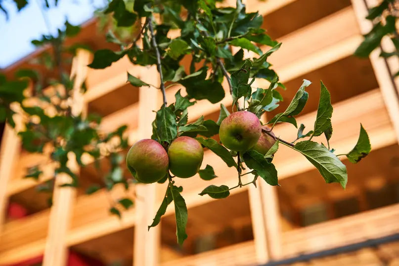 Nachhaltigkeit, Apfelbaum in MalisGarten Green Spa Hotel